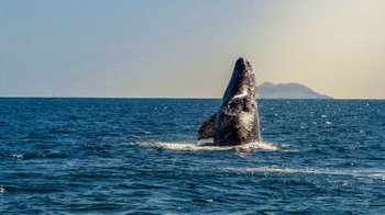 4-Hour Marine Wildlife Sailing Tour