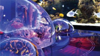Ingresso all'Acquario di Istanbul e Aqua Florya Shopping Mall