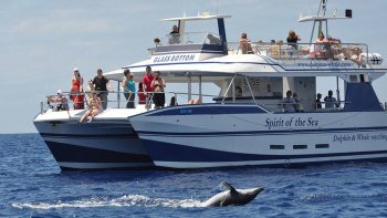 Cruising Experience on a Glass-Bottom Boat: "Spirit of the Sea"