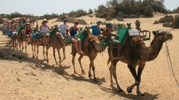 Camel Ride Along Maspalomas Natural Reserve