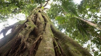 Nightcap National Park & Hinterland Tour