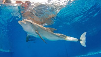 ,Acuario de Florida