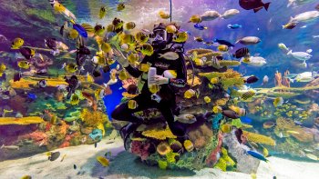 Ripley's Aquarium of Canada Admission Tickets
