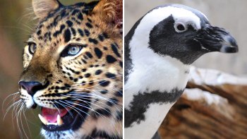 Audubon Zoo & Aquarium of the Americas Combo Tickets
