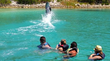 Blue Lagoon Dolphin Swim