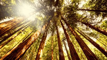 Muir Woods, Giant Redwoods & Sausalito