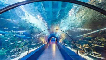 ,Acuario