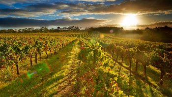 Ultimate Degustation Experience at Leeuwin Estate