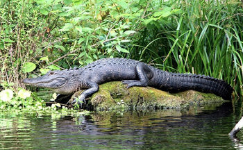 Tour privato delle Everglades in jeep ed Airboat Adventure