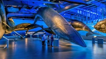 Whales of Iceland A Giant Experience