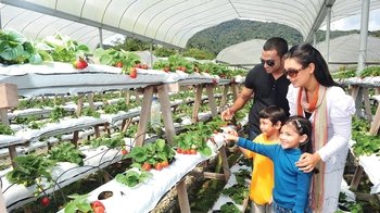 Private 2-Day Cameron Highlands & Penang Trip