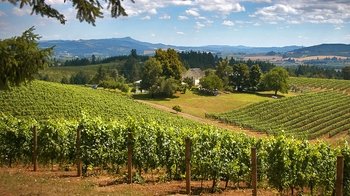 Full-Day Willamette Valley Wine-Tasting Tour