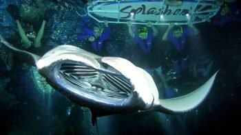 Manta Evening Snorkeling Trip