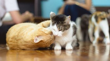 Coffee, Cookies & Cats Playtime