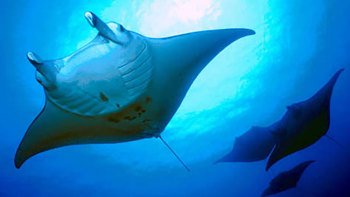 COMBO: Sunset and Manta Ray Snorkel Adventure