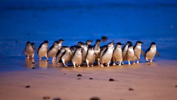 Private Penguin Watching, Food & Wine Tour of Phillip Island