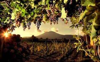 Lunch & Winetasting from Pompeii