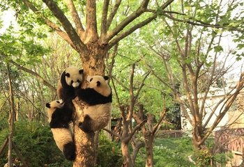 Half-Day Tour to Chengdu Research Base of Giant Panda Breeding