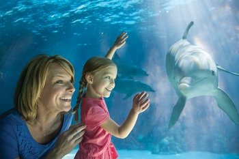 SeaWorld Orlando Single-Day Admission