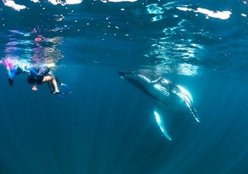 Ningaloo Humpback Whale Swim on a Sailing Catamaran
