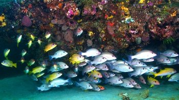 Full-Day Muiron Islands Diving & Snorkelling Tour