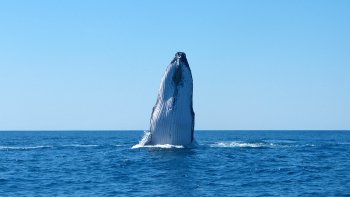 Humpback Whale-Watching Sunset Tour