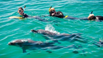 Wild Dolphin Watching & Swimming Encounter