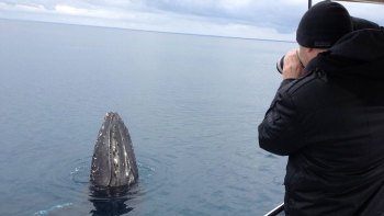 Augusta Whale-Watching Cruise on a Luxury Charter