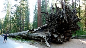 6-Day Scenic Tour to Las Vegas: Yosemite, Grand Canyon & Monument Valley