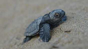 Sea Turtle Rehabilitation Centre Tour