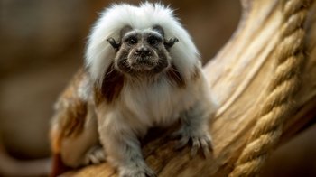 Admission to RainForest Adventures Zoo