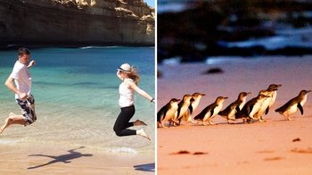 Salir de la ciudad,Excursiones de más de un día,Excursión a Isla de Phillip