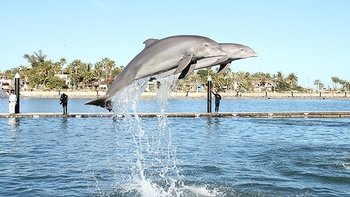 Swimming with Dolphins at Puerto Los Cabos