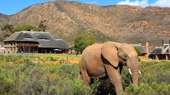 Big 5 Safari with Lunch at the Aquila Private Game Reserve