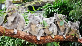 WILD LIFE Hamilton Island Admission