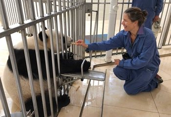 Panda Volunteer Programme at Dujiangyan Panda Base with Private Guide