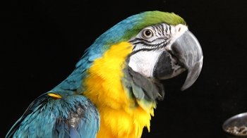 Wild World Zoo & Wild Valley Adventure Park Combo