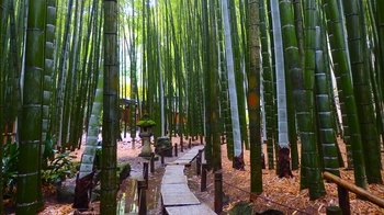 Private Guided Tour of Kamakura by Car with Great Buddha Visit
