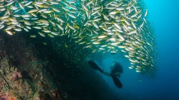 Scuba Dive Excursion to Phi Phi Island from Phuket