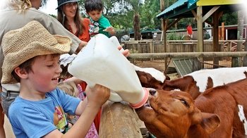 Macadamia Castle & Animal Fun Park Admission