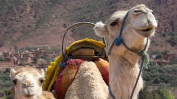 Sunset Tour & Camel Ride at Palm Grove