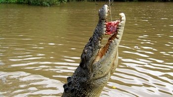 Half-Day Jumping Crocodiles Adelaide River Cruise