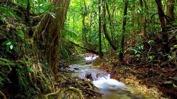 Full-Day Tour to the Daintree Rainforest & Cape Tribulation