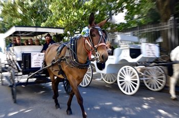 Royal Carriages French Quarter History Carriage Tour
