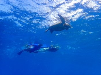 Snorkel with Green Sea Turtles on Kauai's South Shore