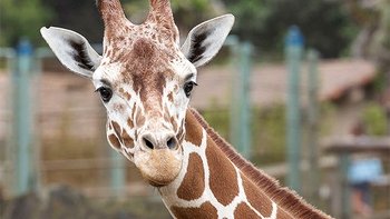 Admission to the San Francisco Zoo