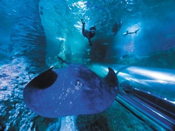 ,Acuario AQWA