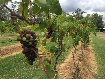 Hunter Valley & Sydney Harbour Cruise