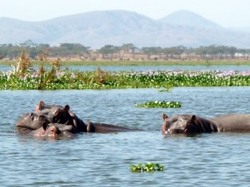 Day Trip to Lake Naivasha & Hells Gate with boat ride