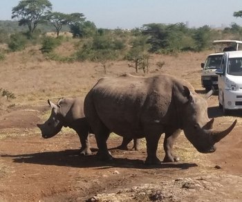 Full Day Nairobi National Park,Karen Blixen & Bomas Of Kenya